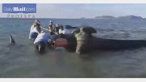 [영상] 고래 24마리 떼죽음… “해안 근처서 방향감각 잃은듯” 