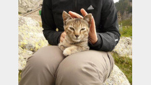 고양이가 당신을 사랑할 때..‘신호 6가지’