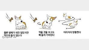 개가 쫄았을 때 보이는 행동들