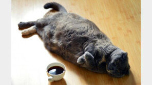 뚱뚱해진 개와 고양이, 당뇨병 9배 증가