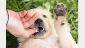 반려동물 빨리 죽게 만드는 보호자의 습관 5가지