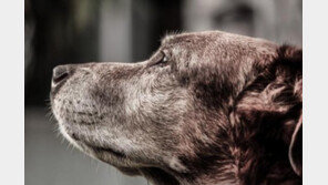 '유기견도, 노령견도 훈련시킬 수 있다'