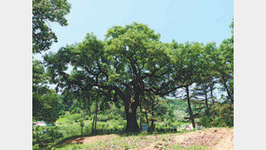 “700년 된 청원 음나무 대량복제 꿈 이뤘어요”