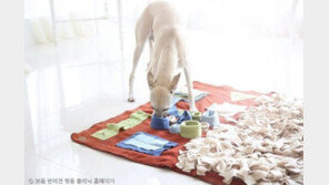 '노즈워크 담요' 없으세요?