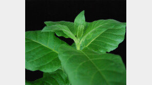 질병과의 싸움 ‘비장의 무기’는 식물?