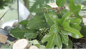 황칠나무잎 ‘엽록소’ 건강기능식품 원료 인정…광주식약청 품목신고 취득 