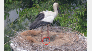 황새 45년 만에 자연부화