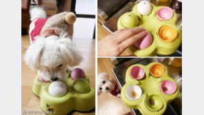 반려견 산책이 어렵다면 '지능 장난감'