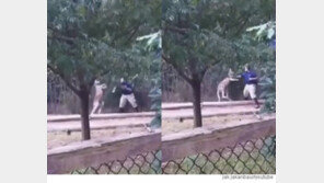 “도와주세요”…사람 때리는 캥거루 ‘포착’