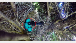 구렁이가 알 잡아먹는데 걸린 시간은?