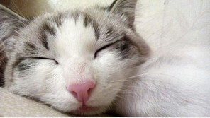 내 침대에  아기고양이 재워도 될까