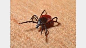 외출서 돌아와 아픈 내 강아지..혹시 진드기마비?