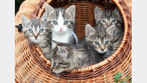 온난화로 고양이 대폭발 시대 온다