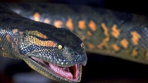 정정아 팔 ‘덥석’ 문 아나콘다, 세계서 가장 큰 뱀?…‘몸길이 최대 12m’