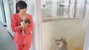  안락사 악플 당하던 수의사, 스스로 안락사 선택