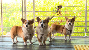 [오늘의 채널A] 양떼 목장으로 간 반려견