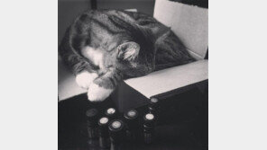 무심코 쓰는 에센셜오일, 반려동물에게 해롭다