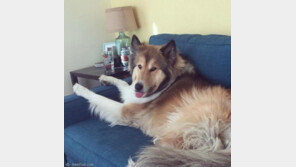 폼스키, 보드스키, 허그스키..허스키 피가 흐르는 믹스견들