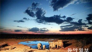 [조성하 전문기자의 休]차창 너머 사자-코끼리… 자연의 법칙이 지배하는 땅
