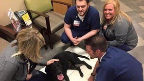 "차에 치였는데요"..자기발로 응급실 찾아온 개