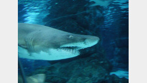 잇단 상어 공격, ‘공포의 해변’…지구온난화 때문이라고? 