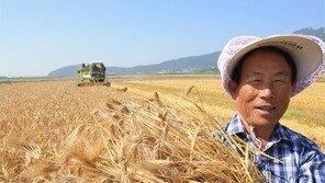 황금 들판의 보리 수확 작업