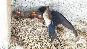 “엄마, 밥 주세요”