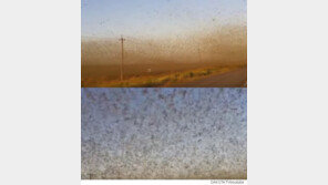 태양을 가린 수백만 마리 메뚜기 떼