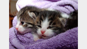 “고양이 데려오려면"..반드시 필요한 용품 8가지