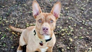 "내 집 렌트하려면 '개 이력서'를 내시오"