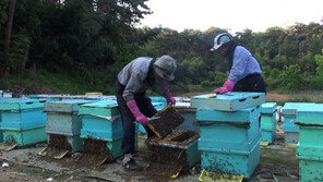 [오늘의 채널A] 한 달 매출만 1억원 ‘양봉 부부’