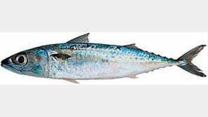 고등어값 하락, 미세먼지 탓? “어획량 늘어 가격 내려간 것”