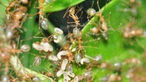 ‘호주푸른베짜기개미’ 세계최초 전시
