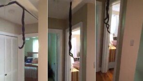 [영상]뱀 2마리가 집 천장에 매달려 짝짓기를? 한 마리 사라져 ‘멘붕’ 