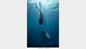 ‘바닷속에서 상어와 만난 여자’