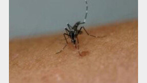 WHO “지카 바이러스 위험성 평가 위해 리우 올림픽 앞둔 브라질로 과학자 파견”