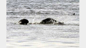 ‘웃는 고래’ 상괭이, 태안앞바다서 100마리 발견