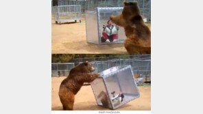 투명 박스에 들어간 여자, 공격하는 곰…왜 이런 짓을?