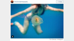 해파리에 먹힌 물고기 ‘포착’…표정은 어리둥절