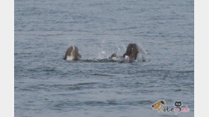 웃는 고래 상괭이, 태안서 100마리 이상 발견