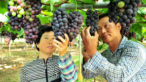탐스러운 거봉포도 출하