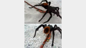 독사 vs 거미, 목숨 건 대결…결과는?