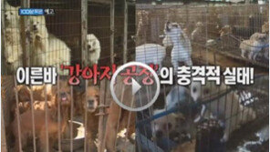 '100분 토론' 다나, "반려동물 사랑과 희생이 필요"