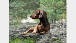 美 대법원이 매긴 반려견의 가치는?