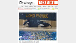 “동물원 범고래, 자살 시도하는 듯” 관광객이 촬영한 영상 보니…