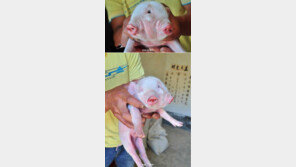 눈 셋, 입 둘, 코도 둘 … ‘괴물 돼지’가 태어났다