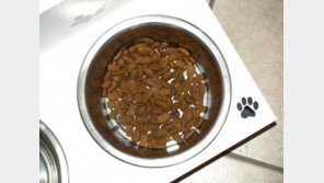 비싼 사료가 더 영양가 있다?.."똑같다!"