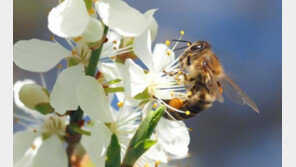 개와 고양이가 벌이나 개미에 물렸을때