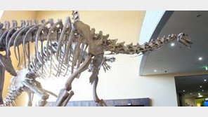 1억년전 익룡 추정 공룡화석 발견…전체 몸 길이 9~11m 추정