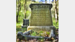 '그는 고양이였어요'